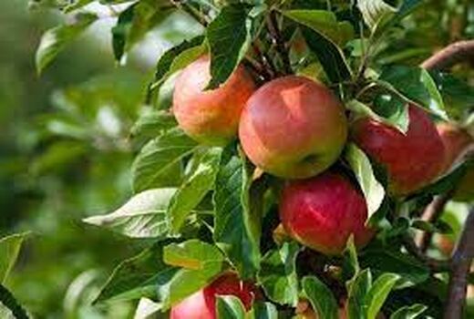 باغ‌هایی که باقیات صالحات می‌شوند 