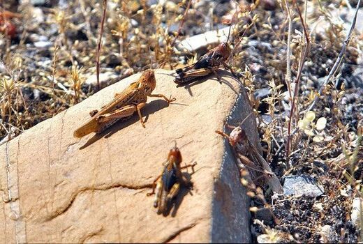 مبارزه با ملخ ها در ۵۷۰ هکتار از اراضی شهرستان ری