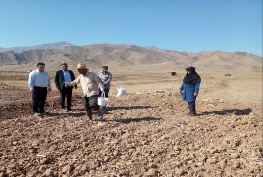 آغاز کشت کلزا در شهرستان جلفا