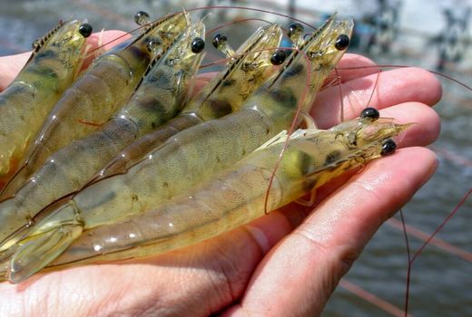 کنترل بیماری آپند ( AHPND ) در مزارع پرورش میگو بوشهر