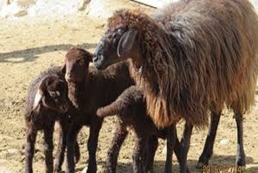اصلاح نژاد بیش از ۱۵۰ هزار راس گوسفند در استان زنجان
