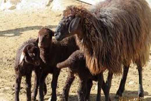 اصلاح نژاد بیش از ۱۵۰ هزار راس گوسفند در استان زنجان