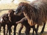 اصلاح نژاد بیش از ۱۵۰ هزار راس گوسفند در استان زنجان