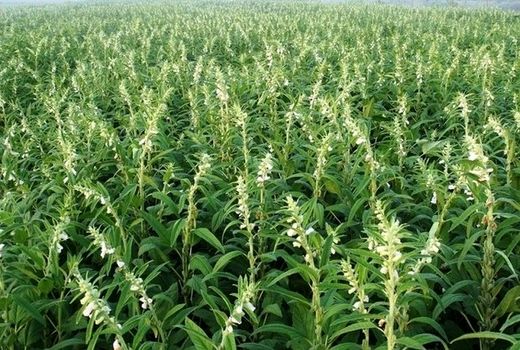 کاشت 20 هکتار دانه روغنی کنجد در شهرستان فهرج