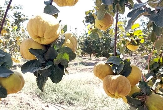 برداشت میوه ای شگفت انگیز از بزرگترین باغ به کشور در نطنز