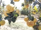 برداشت میوه ای شگفت انگیز از بزرگترین باغ به کشور در نطنز