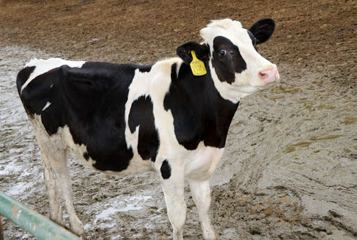 2 هزار راس دام سبک و سنگین در شهرستان اردل پلاک‌کوبی شد