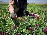 برداشت ۳۳۰ تن گیاهان دارویی در ابرکوه