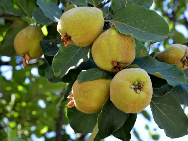 تولید 20 هزار تن به در فارس