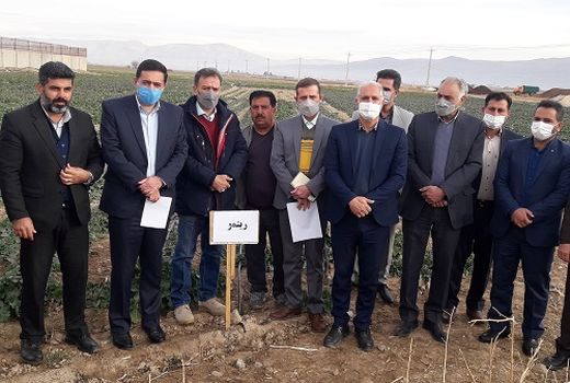 مرودشت پیشرو در تکنولوژی های نوین کشاورزی