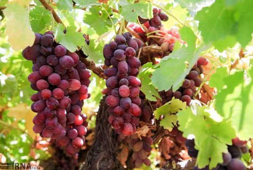 عمده محصولات کشاورزی و دامی خراسان شمالی پاک و سالم است