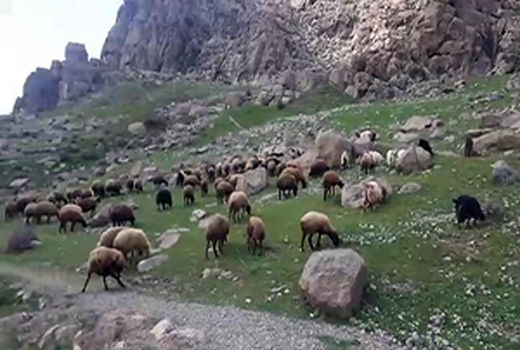 دامداران اخطاریه‌های هواشناسی و دامپزشکی را جدی بگیرند