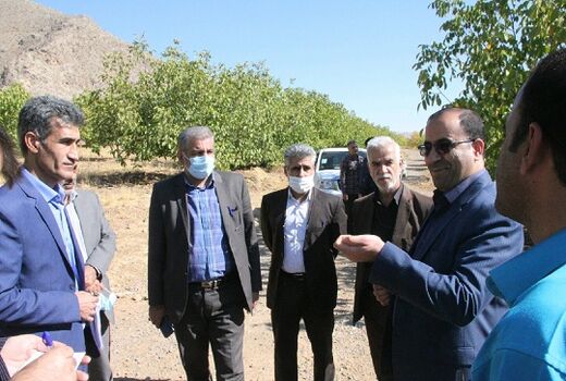 جوان‌سازی درختان گردو و بادام در دستور کار قرار گرفت