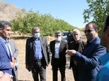 جوان‌سازی درختان گردو و بادام در دستور کار قرار گرفت