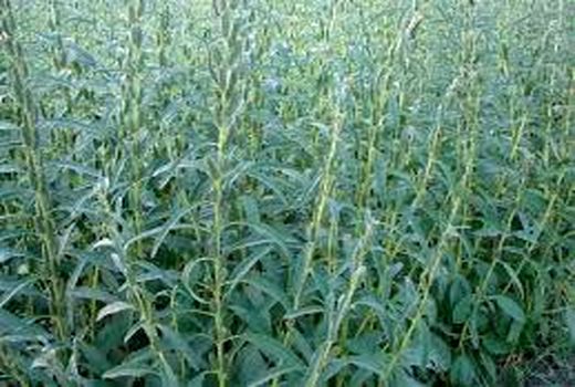 افزایش سطح‌آگاهی بهره‌برداران حمیدیه در کشت کنجد