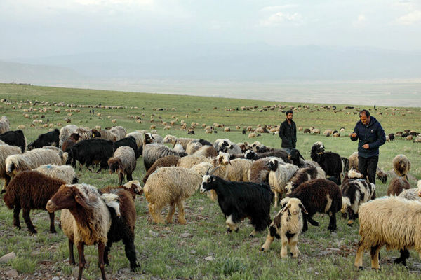 پیش بینی کشتار ۲۱ هزار راس دام پرواری روستایی در خراسان شمالی