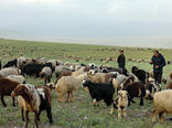 پیش بینی کشتار ۲۱ هزار راس دام پرواری روستایی در خراسان شمالی