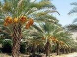 کارگاه ملی مدیریت آفت سرخرطومی حنایی خرما در بوشهر/ آغاز هم افزایی علمی برای نجات نخلستان‌ها