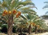 کارگاه ملی مدیریت آفت سرخرطومی حنایی خرما در بوشهر/ آغاز هم افزایی علمی برای نجات نخلستان‌ها