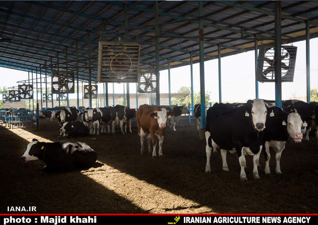 دامپروی