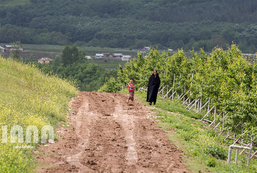 باغ مرکبات در فریم