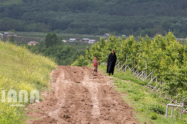 باغ مرکبات در فریم