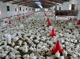 تلاش میدانی برای تنظیم بازار و تامین گوشت  مرغ در سیستان و بلوچستان 