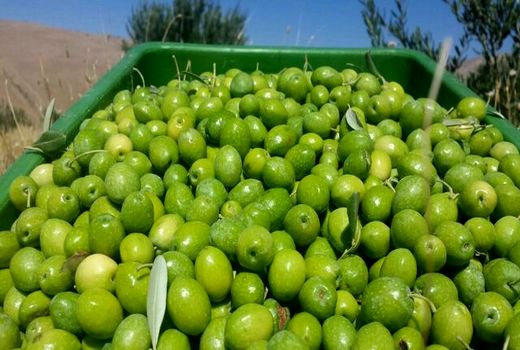 دالاهو