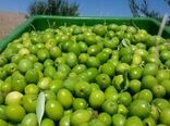 دالاهو"؛ تولیدکننده 3 تا 5 درصد زیتون تولیدی کشور