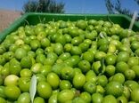 دالاهو"؛ تولیدکننده 3 تا 5 درصد زیتون تولیدی کشور