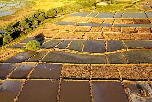 تثبیت ۴۹۲هکتار از اراضی غیرملی شهرستان دشتستان