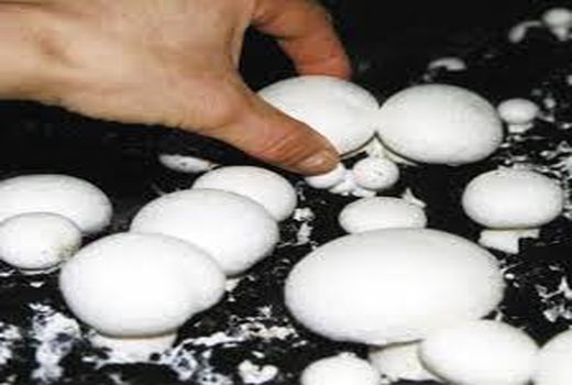 کارگاه آموزشی پرورش قارچ خوراکی در شهرستان سیرجان برگزار شد