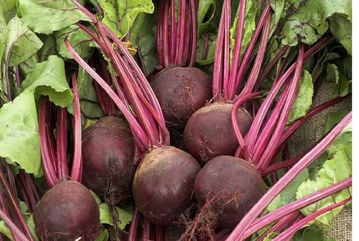 تولید بیش از ۸۱ هزار تن چغندر قند در کردستان