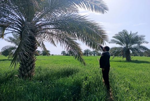 ردیابی و پایش بیماری خامج در نخلستان ها 