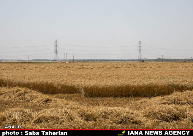 برداشت مکانیزه گندم