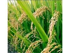 مبارزه با کرم ساقه خوار در 14 هزار هکتار شالیزار مازندران