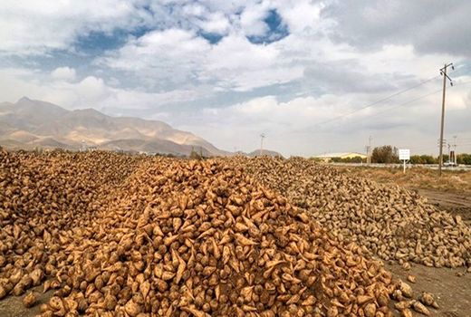 برداشت بیش از یک میلیون و 600 هزار تن چغندر قند از مزارع آذربایجان غربی 