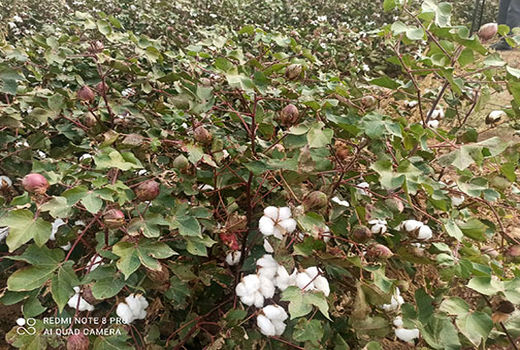 تولید 270 تن پنبه از مزارع کشاورزی شهرستان بوئین زهرا