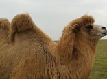 افزایش تعداد شتر دوکوهانه در اردبیل