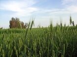 مبارزه با زنگ زرد غلات در سیستان و بلوچستان به 5600 هکتار رسید