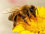  زنبور عسل نیش‌زن ایرانی با «آرام 97» رام شد