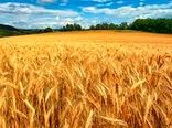 کشت ۱۹۲ هزار تن گندم و جو در خراسان شمالی طی پاییز امسال 
