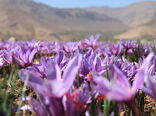 برداشت "طلای سرخ"