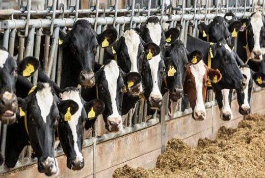 توزیع نهاده دامی در گرو هویت گذاری دام