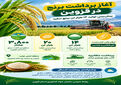 برداشت برنج در استان قزوین 