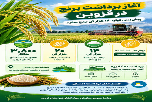 برداشت برنج در استان قزوین 