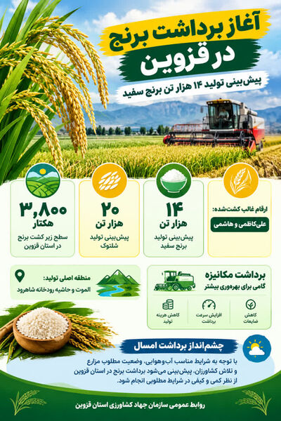 برداشت برنج در استان قزوین 