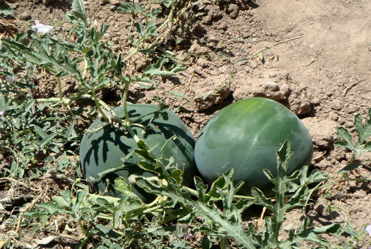 برداشت هندوانه دیم از مزارع کشاورزی شهرستان البرز آغاز شد