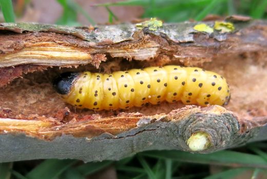 کاهش خسارت آفت کرم خراط در باغات شهرستان مراغه       