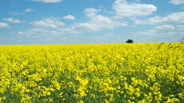استفاده از کود ازته برای کلزا ضروری است